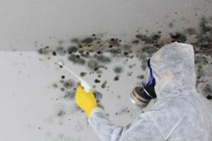 black mold remediation cost